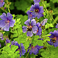 14/06/14  LANCASHIRE. Silverdale. Cranesbill.