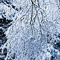 30/01/19  RIVINGTON. Snow Covered Branches.
