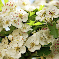 NESTON.  Hawthorn Blossom.
