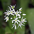 NESTON. Wild Garlic.