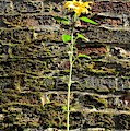 Sunflower On The Wall