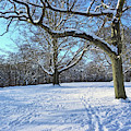 Trees in The Snow
