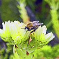 SOUTHPORT. Botanical Gardens Churchtown. Feeding Bee.