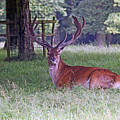  CHESHIRE, Knutsford. Tatton Park. 