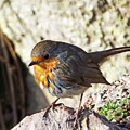 Robin Redbreast